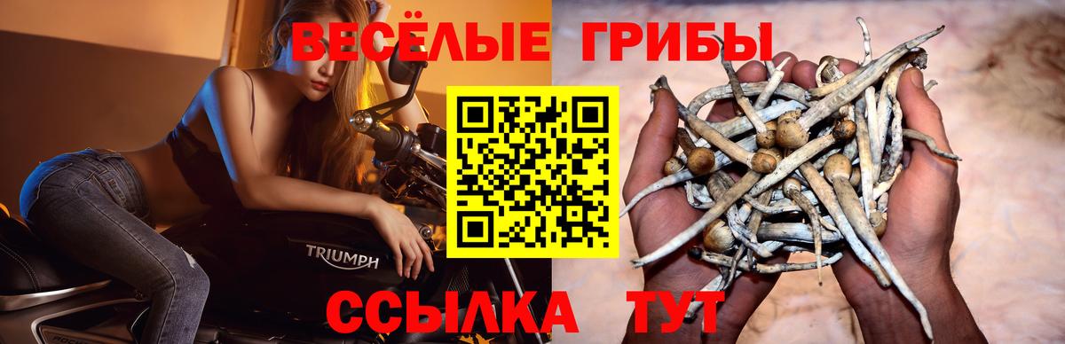 Галлюциногенные грибы Psilocybe  Вход с VPN  Камень-на-Оби 
